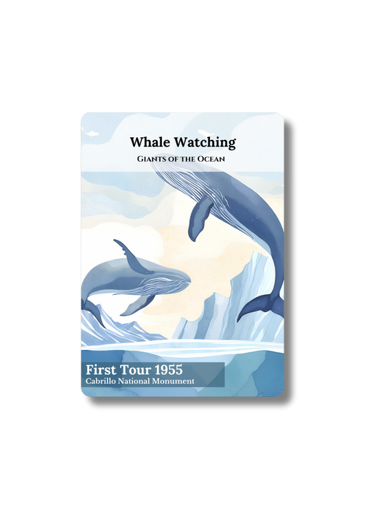 Whale Watching
